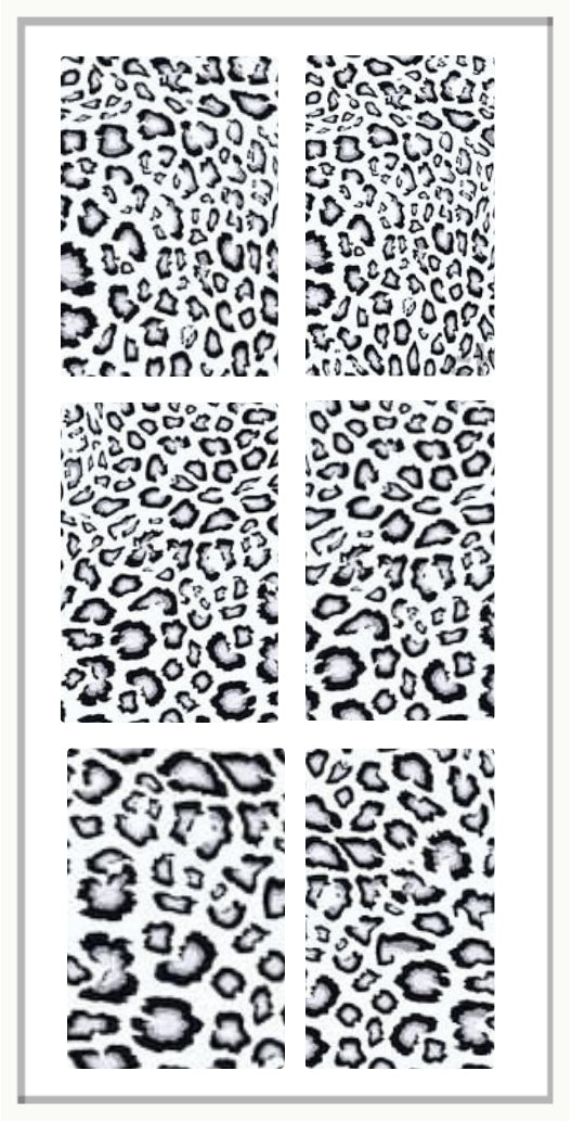Waterslide Nail Decal | LEOPARD GOES WITH EVERYTHING