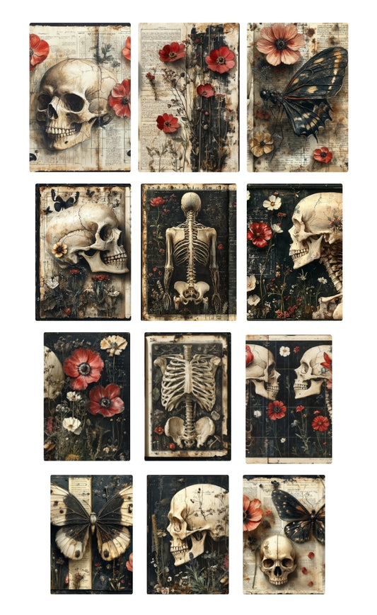 botanical anatomy