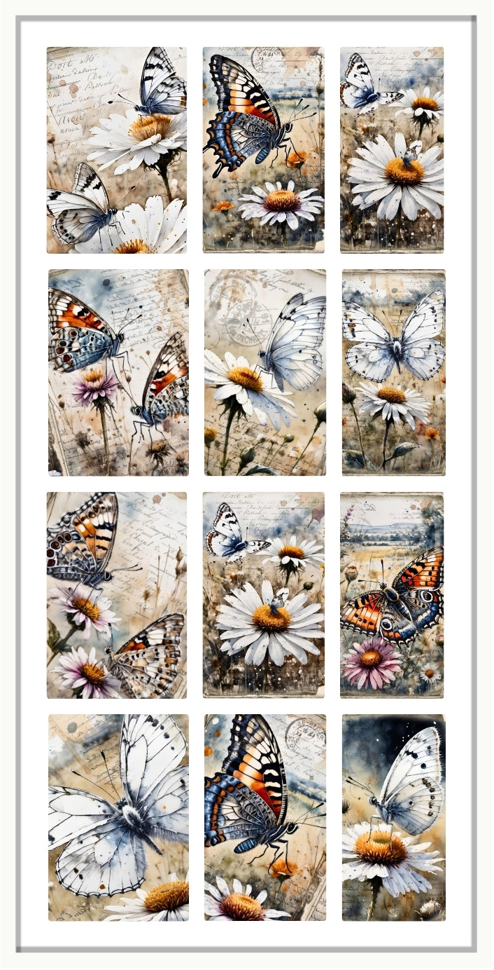 BUTTERFLIES  AND DAISIES