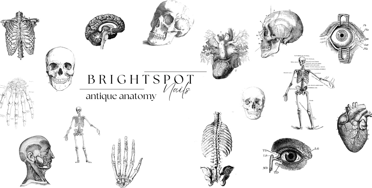 antique anatomy
