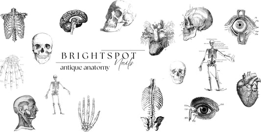antique anatomy