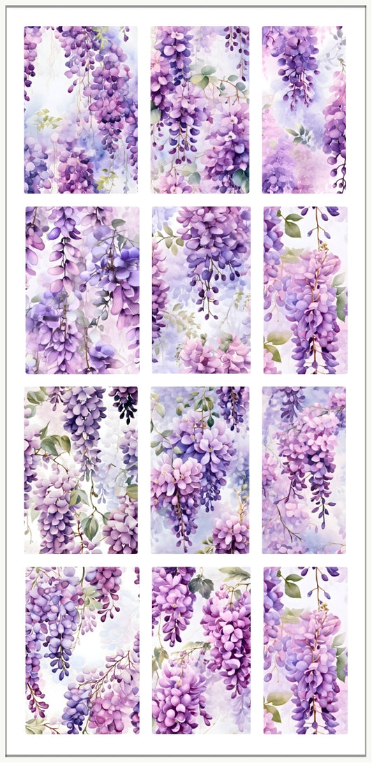 WISTERIA DREAMS